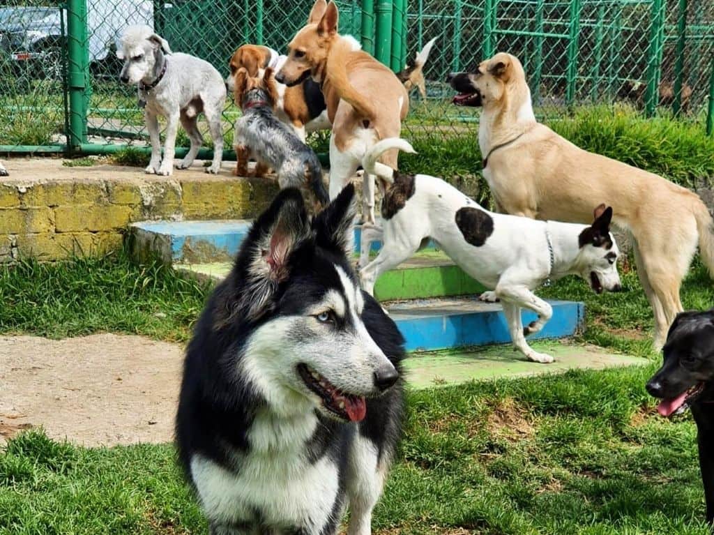 Khan Resort: diversión y hotel para tu perro