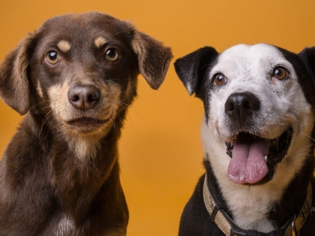 Adopta un peludo con Amor Sin Raza