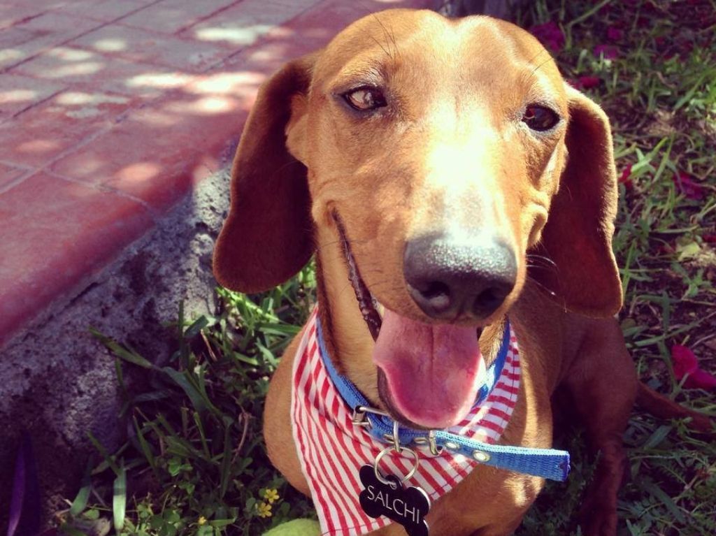 Nanny Dogs & Cats: guardería para mascotas