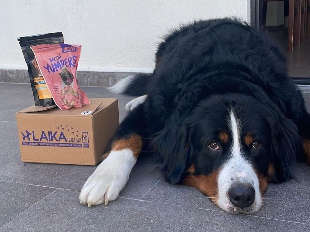 Laika: accesorios, medicinas, comidas y más para tu mascota  